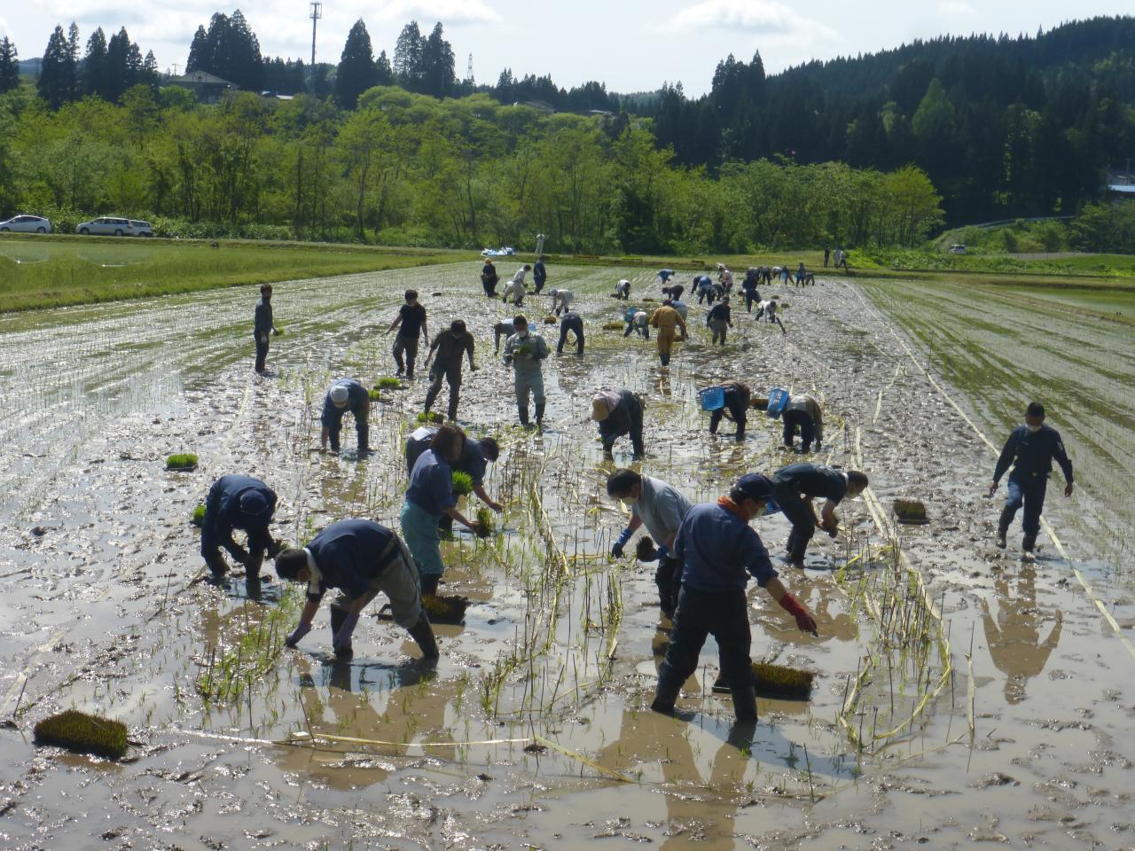 阿仁合駅ー小渕駅間　田植え